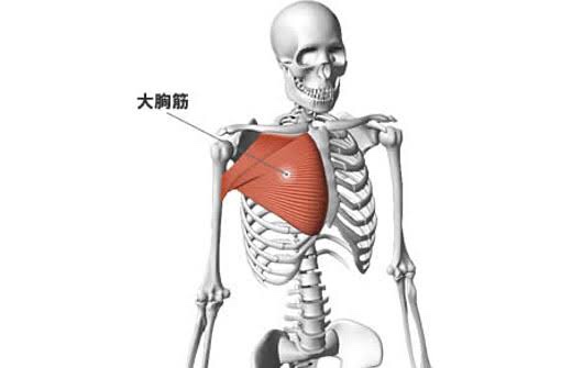ベンチプレスで鍛えられる筋肉