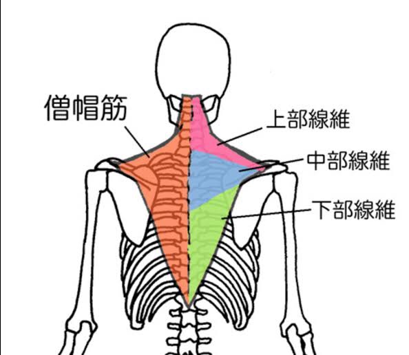 背中の厚みを作る筋トレ:僧帽筋
