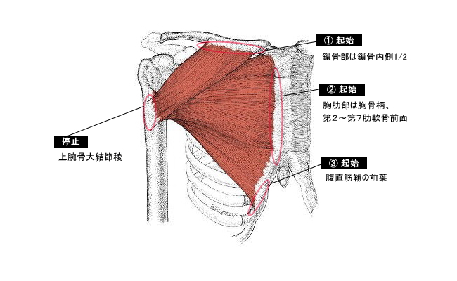 胸の筋肉の起始停止