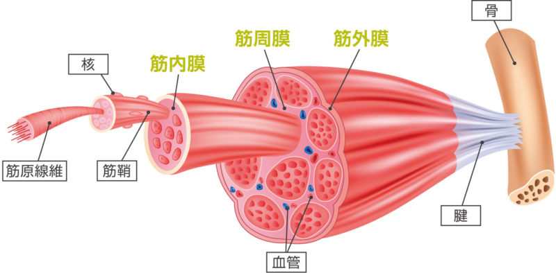 筋膜リリースとは?