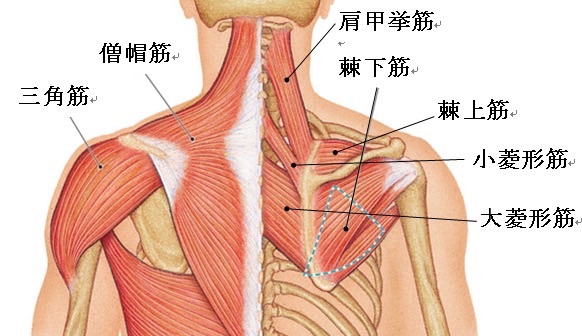 僧帽筋とは?