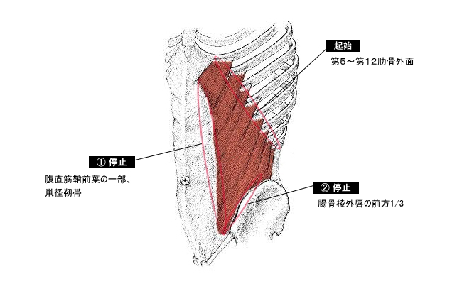 内腹斜筋とは