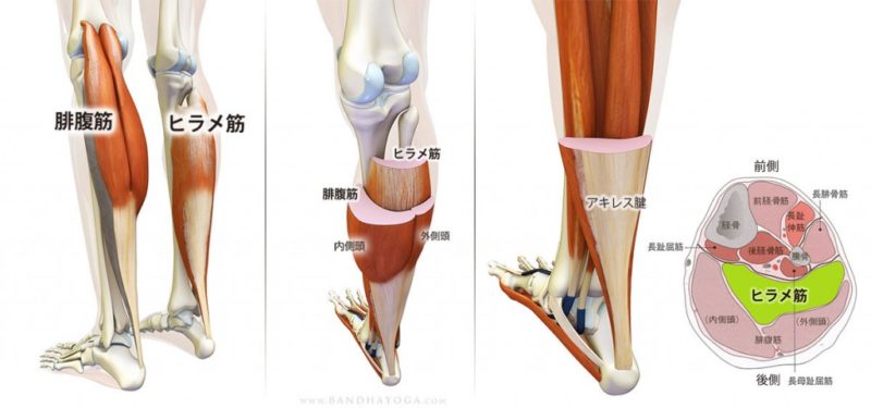 ヒラメ筋と腓腹筋の違い