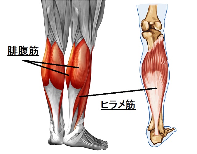 腓腹筋とは