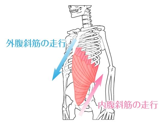 外腹斜筋との違いは